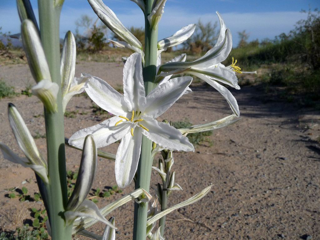 Desert Lily (3639)