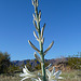 Desert Lily (3648)