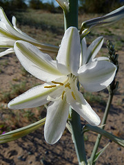 Desert Lily (3649)