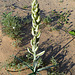 Desert Lily (3655)