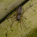 Mouse Spider