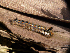 Drinker Moth Caterpillar