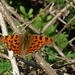 First Comma