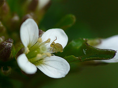Wavy Bittercress & Springtail