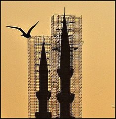 Bird and minarets