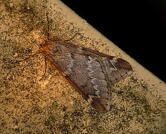 March Moth