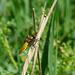 Broad Bodied Chaser Female