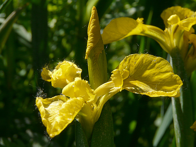 Yellow Flag Wildflower