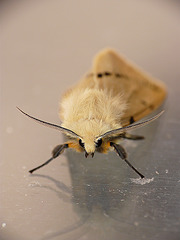 Buff Ermine Front