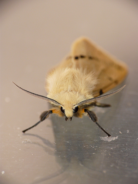 Buff Ermine Front