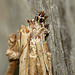 Psyche casta Moth Caterpillar