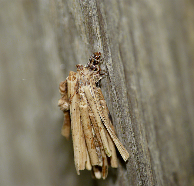 Psyche casta Moth Caterpillar