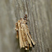 Psyche casta Moth Caterpillar