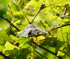 Hummingbird Hawk-moth