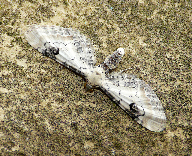 Lime-speck Pug Moth