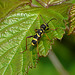 Wasp Beetle -Side