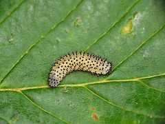 Sawfly Larva - Periclista pubescens