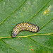 Sawfly Larva - Periclista pubescens