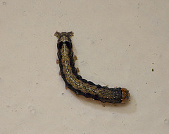 Twin-spotted Quaker Caterpillar