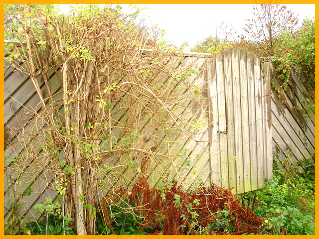 Bois et plantes / Wood and plants