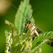 Scorpion Fly Face