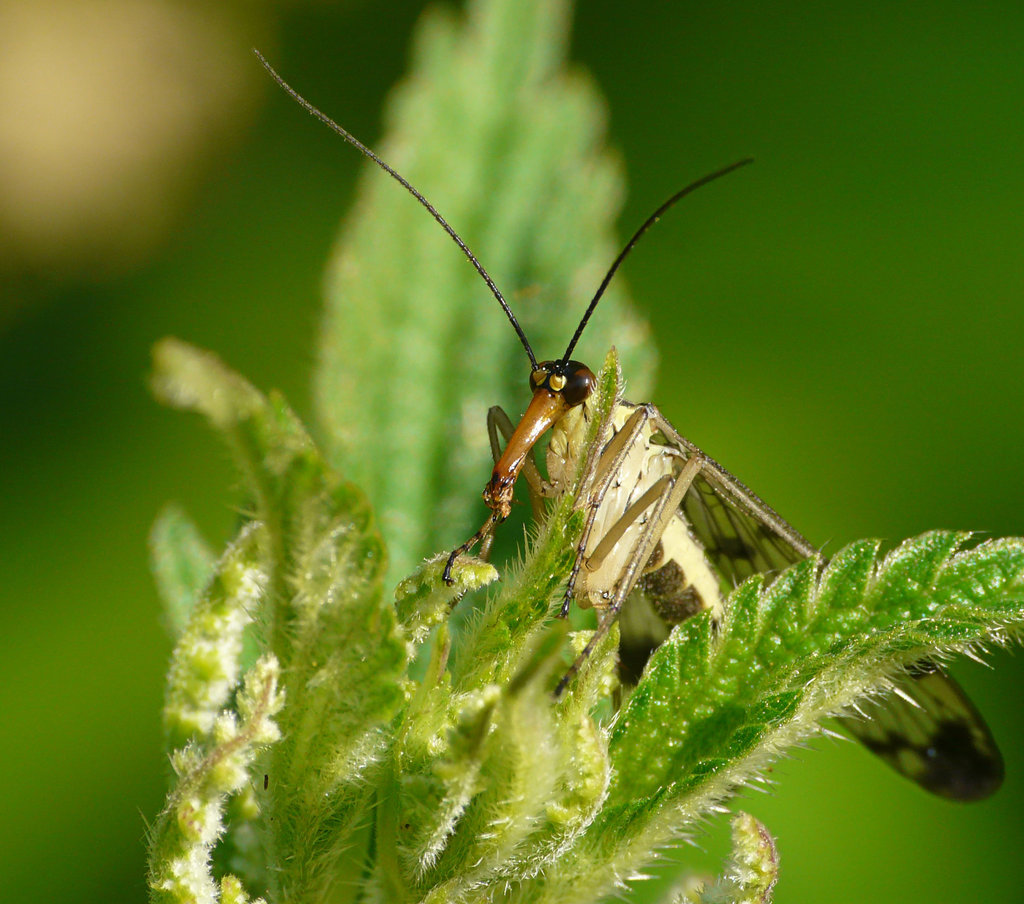 Scorpion Fly Face