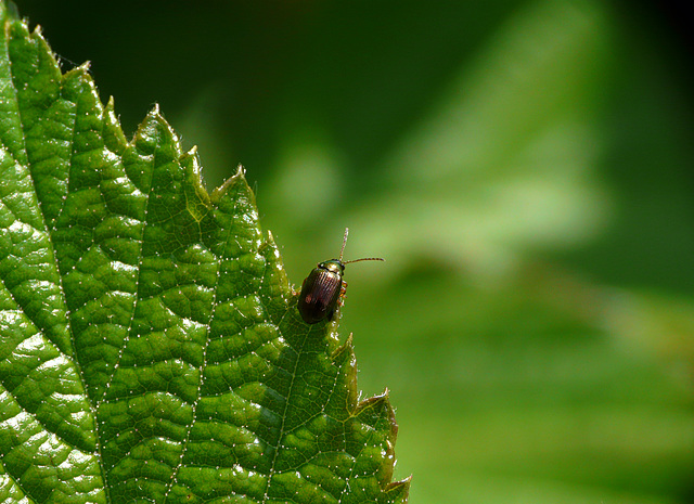 Celery Leaf Beetle
