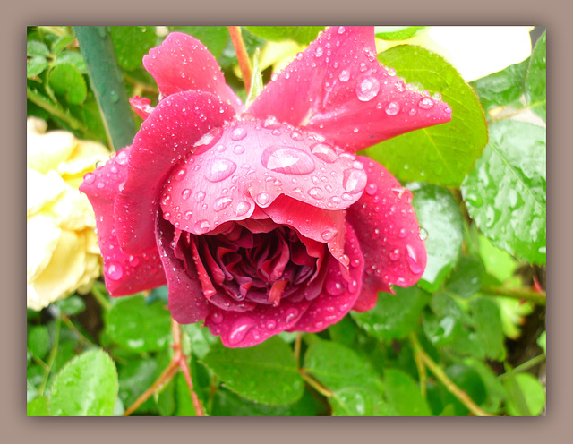 Sous la pluie !!!! Sous la pluie !!!!