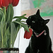 le chat ...qui aimait les tulipes