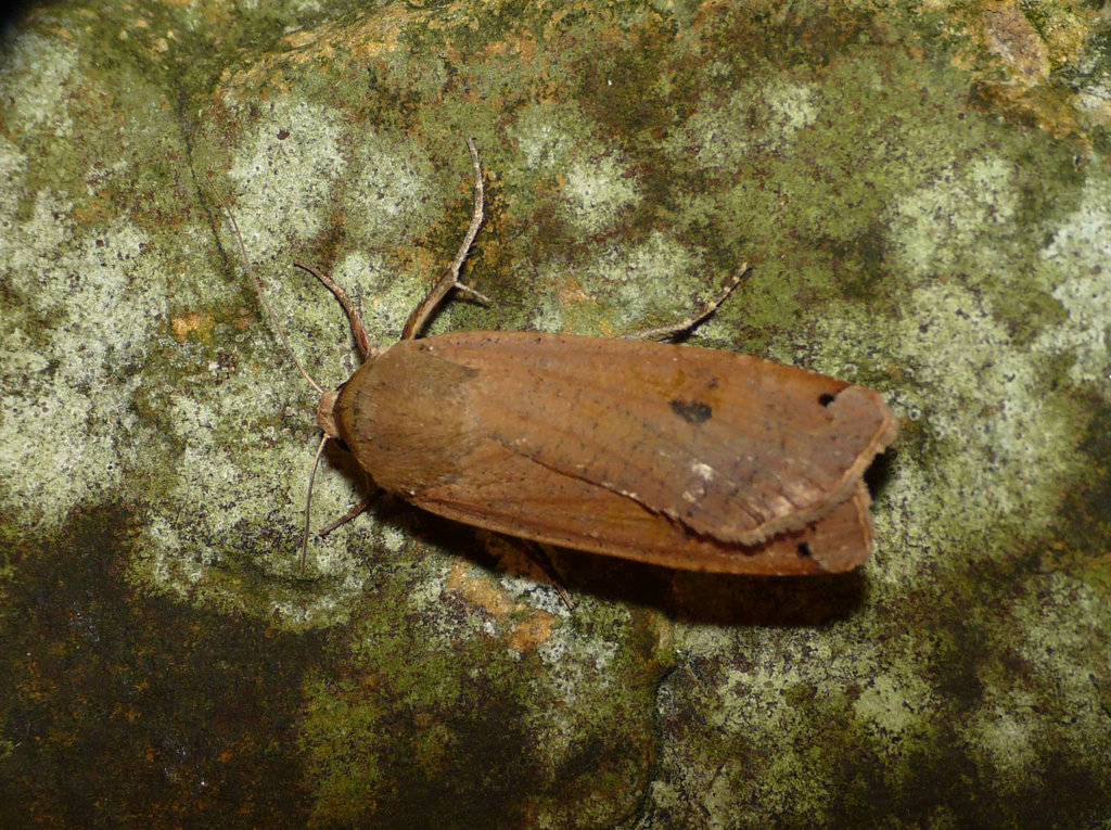 Large Yellow Underwing -Top