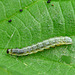 Unknown Caterpillar Side