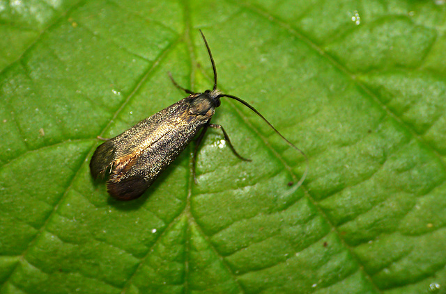 Adela reaumurella Female