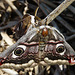 Emperor Moths -Mating Pair