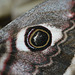 Emperor Moth Eye