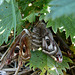 Emperor Moths -Mating Pair