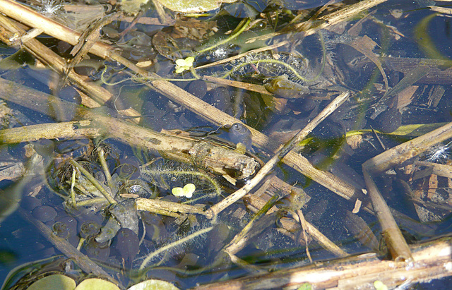 Count the Tadpoles