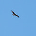Red Kites @ Combe Haven