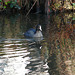Little Coot Visitor