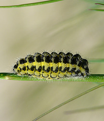 Five-spot Burnet Moth Caterpillar