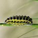 Five-spot Burnet Moth Caterpillar