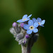 Forget-me-not Tiny