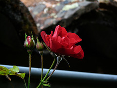 Rose automnale