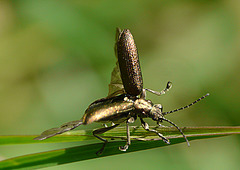 A Reed Beetle