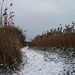 Reeds in Snow