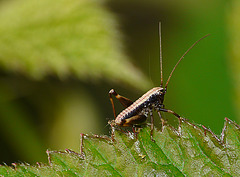 Dark Bush Cricket Nymph
