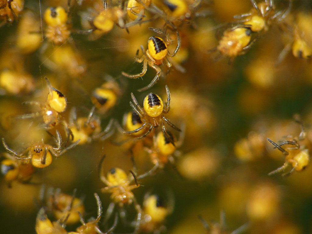 Garden Spiderlings Araneus diadematus