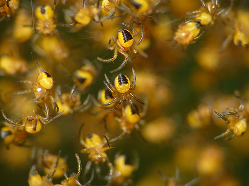 Garden Spiderlings Araneus diadematus