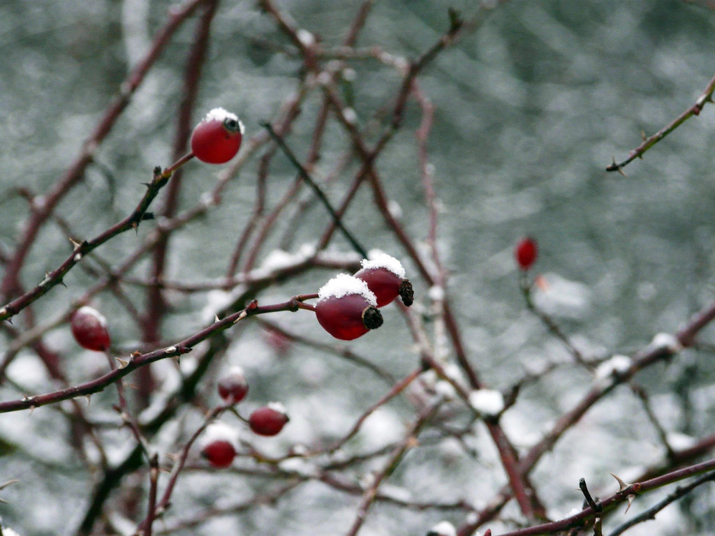 Snowy Berries