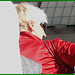 Blonde mature en talons couperets et jupe sexy- Mature blond in chopper slingbacks heels and sexy skirt- Montreal airport - Aéroport de Montréal / 18 octobre 2008