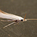 Coleophora ibipennella Moth